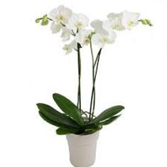 Orchid Plant in pot